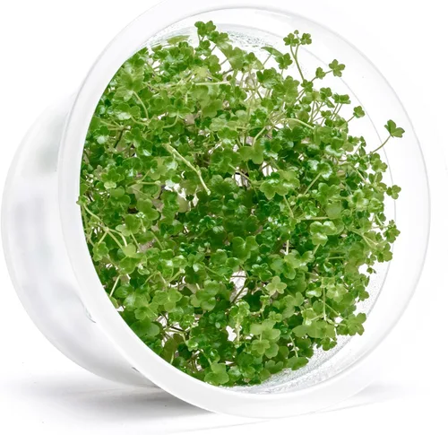 Miniatura 36 de Planta viva SubstrateSource - Hierba enana Eleocharis Belem cultivada en tejidos acuáticos para acuario - 100% libre de caracoles en copa in vitro