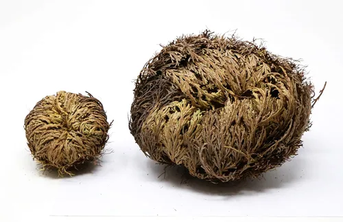 Miniatura 3 de Saint Terra - Rosa de Jericó Flor la Planta de Resurrección, tamaño jumbo, 5 a 6 pulgadas de ancho