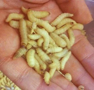 250 Gusanos de cera