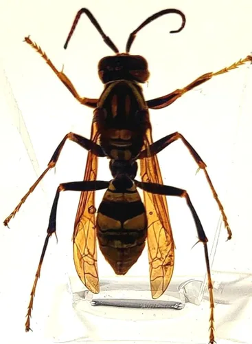 Miniatura 23 de 44mm Escorpión real asiático gigante en resina de lucite transparente cristal, especímenes de artesanía, insectos de animales varios, colección