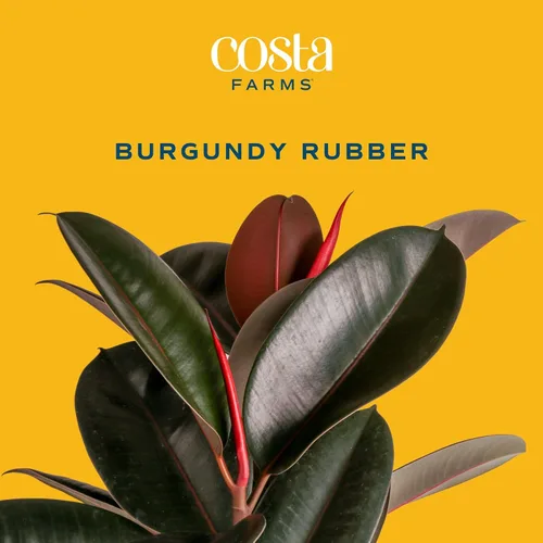 Miniatura 2 de Costa Farms Planta de goma burdeos, árbol ficus elastica vivo para interiores en maceta de vivero, mezcla de tierra para maceta, regalo para Maceta