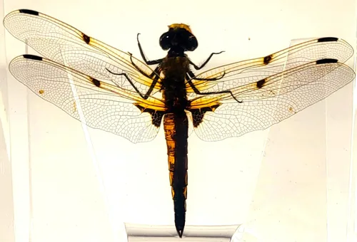 Miniatura 22 de 44mm Escorpión real asiático gigante en resina de lucite transparente cristal, especímenes de artesanía, insectos de animales varios, colección