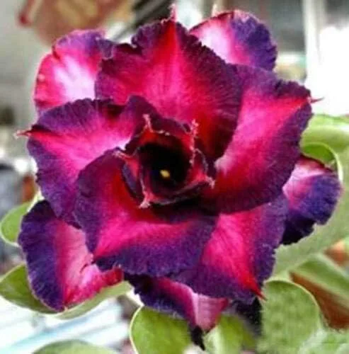 8 Semillas dobles de rosa púrpura oscuro rosa desierto Adenium Obesum Exótico Tropical Flor Semilla Flores Florecer
