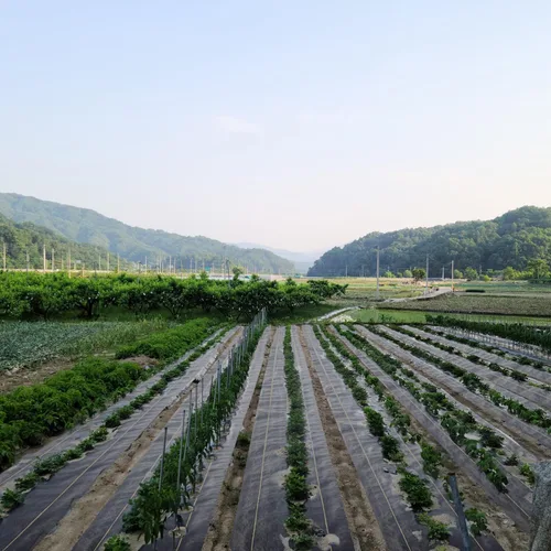Miniatura 9 de KANAGAWA Tela de barrera de malezas resistente de 6 onzas x 50 pies, cubierta de suelo tejida profesional con 15 grapas de paisaje, densidad