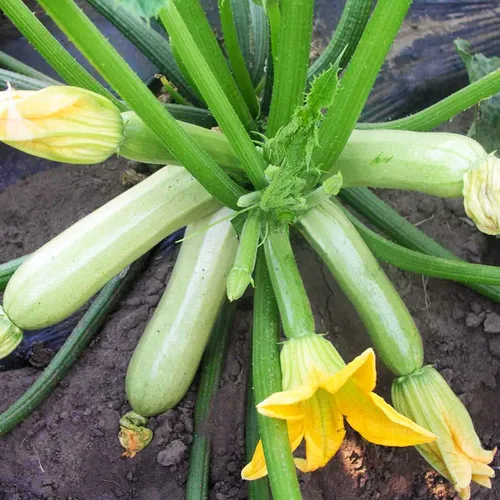 Miniatura 2 de Semillas Calabacín Calabacín Calabacín Calabaza Tipo Arbusto 36 Días Vegetales No OGM para Plantar