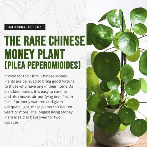 Miniatura 2 de California Tropicals Planta de dinero chino rara (Pilea Peperomioides) – Planta de casa viva, maceta de 4 pulgadas para un fácil cuidado, perfecta