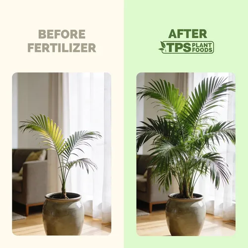 Miniatura 3 de Fertilizante para palmeras para todas las palmas y helechos, alimento líquido para plantas 8 oz (250mL)