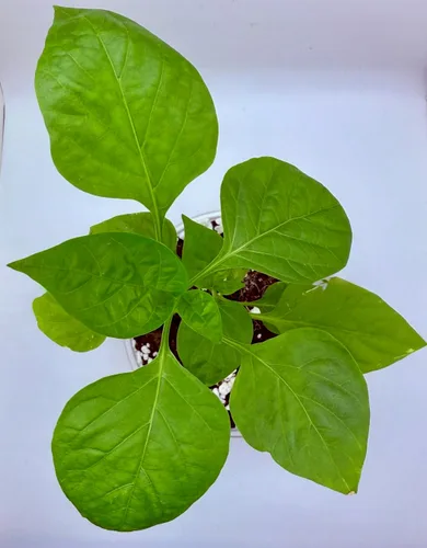 Miniatura 6 de Baya de Goji (Wolfberry): Kit de cultivo de semillas de árbol Nutrientes reales - Suelo rico Sin vainas falsas Educativo Gran idea de regalo
