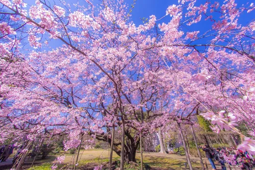 Semillas de cerezo llorón para plantar, más de 10 semillas, muy apreciadas para bonsái, cerezo llorón, más de 10 semillas, árbol en flor al aire