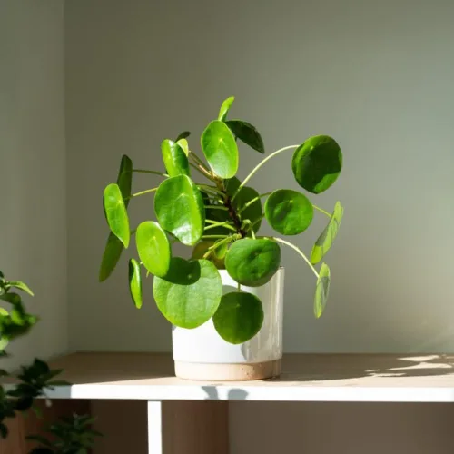 Miniatura 2 de Planta de dinero viva, Pilea Peperomioides Plant Live, de 5 a 7 pulgadas de alto, plantas de dinero en interiores, planta de interior de fácil