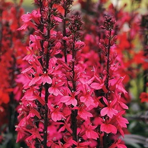 Miniatura 6 de Park Seed Lobelia - Semillas de plantas de flores, fáciles de cultivar, perfectas para jardín de primavera, Crystal Palace, paquete de 20