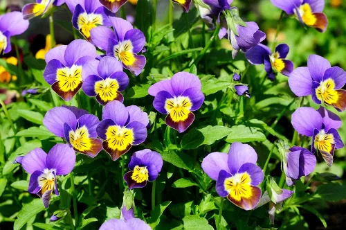 Miniatura 2 de Helen Mount Johnny Jump Up - Semillas de flores de viola, más de 500 semillas por paquete, semillas de jardín de Isla (semillas de jardín de Isla)