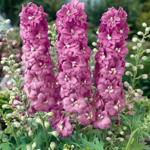 Miniatura 7 de Outsidepride Magic Fountains Delphinium Seeds - 100 semillas de flores perennes, autosembradas, tolerantes al calor y la sequía para plantar flores