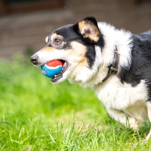 Miniatura 10 de Gigwi Pelota de tenis chirriante para perros, pelota interactiva para perros pequeños y medianos, juguete de goma colorido y de rebote alto de 2.5