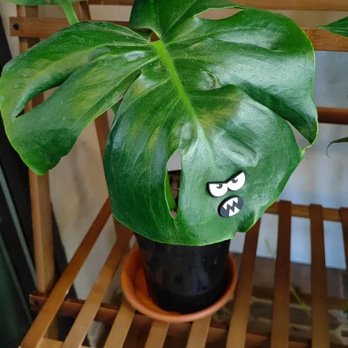 Miniatura 4 de HOMDSG Imanes de Plantas Monstruo con Ojos para Plantas en Maceta, Imanes Graciosos y Seguros para Plantas, Accesorios para Plantas de Casa, Regalos