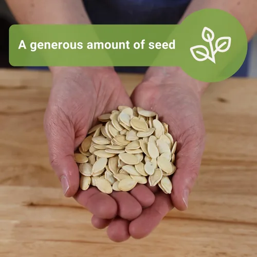 Miniatura 3 de Sow Right Seeds - Semillas de calabaza de campo de Connecticut a granel para plantar - 1 onza, 140 semillas - Jack O'Lantern sin OMG para plantar un