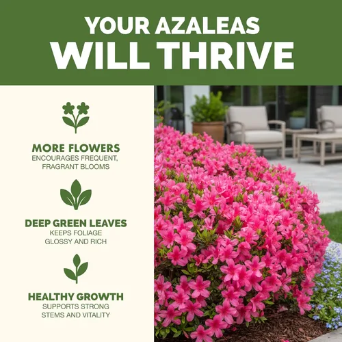Miniatura 2 de Fertilizante Azalea - Alimento líquido para plantas para flores vibrantes, hojas verdes ricas y raíces más fuertes, 8 onzas