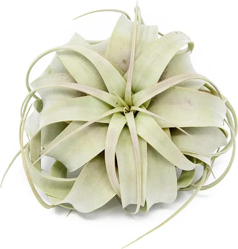Grandes plantas de aire Xerographica de 5 a 7 pulgadas de ancho – Plantas de aire vivas Tillandsia suculentas plantas de interior – disponible al