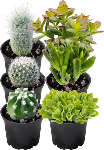 Miniatura 6 de Plantas suculentas (paquete de 6), suculentas vivas totalmente enraizadas en macetas de 5 cm con tierra, plantas únicas en maceta para bricolaje