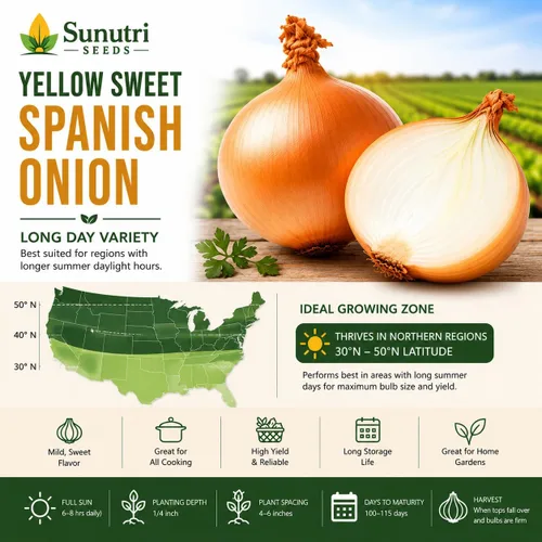 Miniatura 4 de Semillas de cebolla española dulce amarilla para plantar – Variedad de cebolla bulbante de día largo – Cebollas dulces suaves grandes para jardines