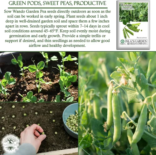 Miniatura 5 de Semillas de guisantes Wando Garden para plantar, más de 50 semillas de reliquia por paquete, semillas de jardín de Isla