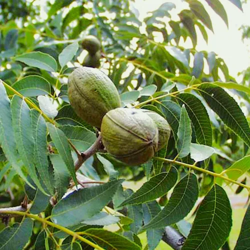 TomorrowSeeds - Semillas de árbol de nuez - Más de 6 unidades - para plantar Carya Illinoensis Pawnee Nuez gigante Nuez Mantequera Nuez Mantequera