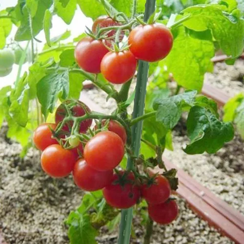 Miniatura 4 de Sunnyglade 25 estacas de 48 pulgadas para plantas de jardín, tomate, estacas y soportes para plantas en maceta