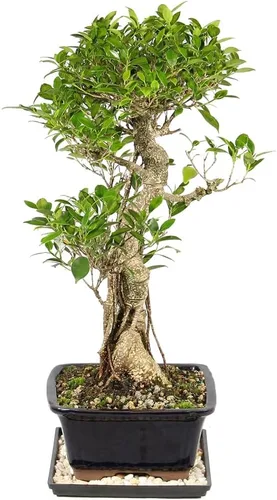 Miniatura 2 de Brussel's Bonsai Live Golden Gate Ficus - Árbol bonsái para interiores, grande, de 10 años, de 16 a 20 pulgadas, árbol bonsái vivo en maceta