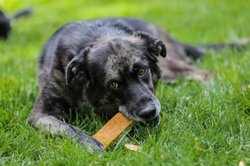 Miniatura 7 de Top Dog Chews - Queso de yak del Himalaya para perros, 100% natural y duradero, sin gluten y digerible, vendido por The Pound