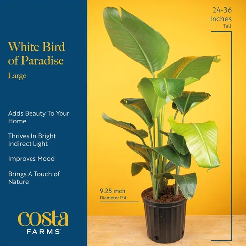Miniatura 4 de Costa Farms White Bird of Paradise - Planta viva en maceta decorativa, planta de interior grande, perfecta para decoración del hogar, habitación u