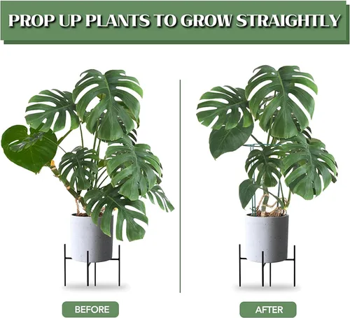 Miniatura 2 de Joyhalo Paquete de 12 estacas altas de soporte para plantas de interior de 24 pulgadas, jaulas y soportes de peonía, jaula de peonía con 15 lazos