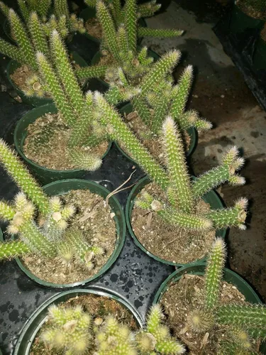 Miniatura 2 de Planta de cactus de cola de rata