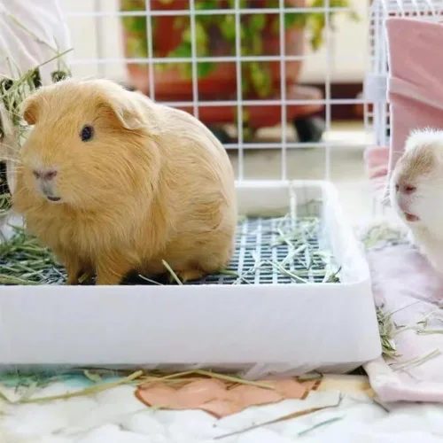 Miniatura 2 de PODOO Caja de arena para conejos, bandeja de entrenamiento para conejillos de indias y mascotas pequeñas, espaciosa bandeja de rejilla con entrada
