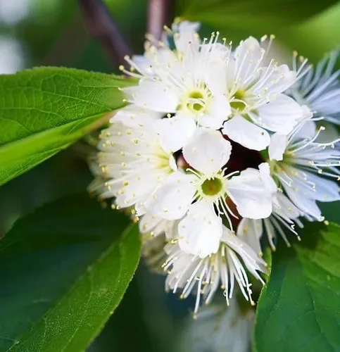 Miniatura 7 de Prunus virginiana (Black Chokecherry, Black Choke Cherry) Semillas de árbol, Atractivo follaje otoñal, semillas de MySeeds.Co, elige
