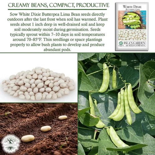 Miniatura 5 de White Dixie Butterpea Lima Bush Semillas de frijol (Phaseolus lunatus) – Más de 25 semillas tradicionales sin OMG de Isla's Garden Seeds, granos
