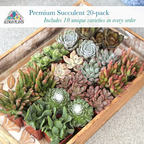 Miniatura 2 de Altman Plants - Plantas suculentas vivas (paquete de 20 unidades), plantas suculentas surtidas en macetas, plantas vivas para el hogar en mezcla