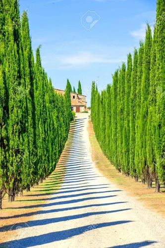 Semillas de ciprés italiano para plantar | 50 semillas | Semillas exóticas de árboles de hoja perenne para cultivar, ideales para paisajismo y filas