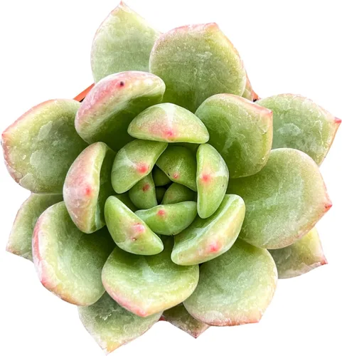 Miniatura 5 de Sprout N Green Echeveria agavoides 'Lipstick', suculenta viva totalmente arraigada en maceta de inicio de 4 pulgadas, planta de casa para interiores