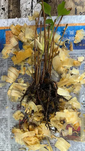 Miniatura 4 de 10 plántulas de Ginkgo Biloba Plantas 1 año Árbol más antiguo del mundo. Hoja dividida. Raíces envueltas
