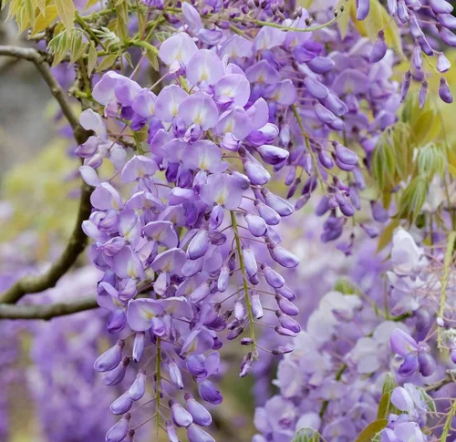 Miniatura 3 de Votaniki Chinese Wisteria Pot Root Start – Perenne, flor fragante, planta de glicina azul china, bajo mantenimiento, fácil de cultivar (1 unidad)