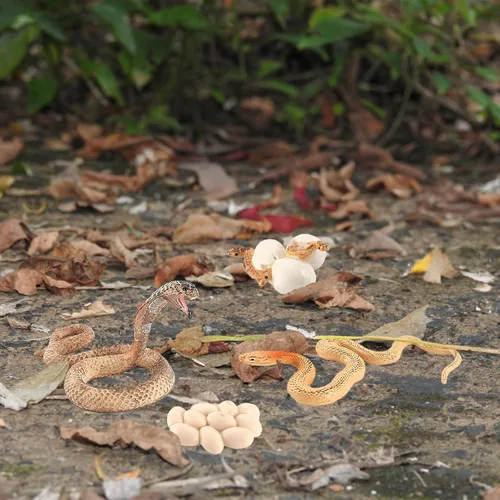 Miniatura 8 de Ciclo de crecimiento de la serpiente, modelo de ciclo de crecimiento de cobra, juguetes de figuras de serpientes, mini figura de serpientes