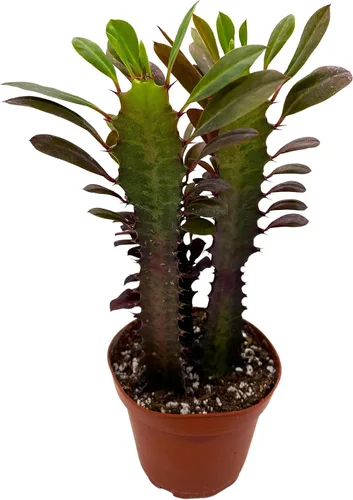 BubbleBlooms Árbol de leche africana roja, Euphorbia trigona maceta de 4 pulgadas, árbol de leche de cactus catedral rojo