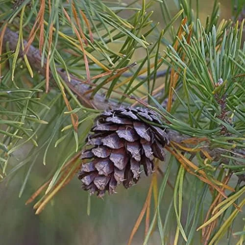 MySeeds.Co, semillas de árbol Pinus taeda (pino loblolly, pino incienso) por MySeeds.Co, elige la cantidad (1/4 oz (250 semillas))