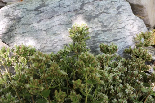 Miniatura 7 de PURELY WILD Extra Power - Gotas líquidas de aceite de orégano – Fórmula mediterránea cosechada silvestre del Dr. Cass Ingram – Vulgare de Origanum