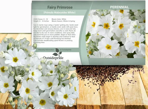 Miniatura 12 de Outsidepride 1000 Semillas Perennes Primula Crimson Fairy Primrose Flower Seeds para plantar Carmesí