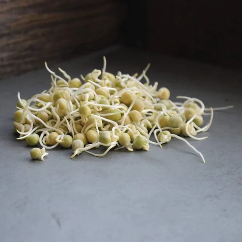 Miniatura 4 de Handy Pantry Brand - Semilla orgánica certificada para germinar guisantes verdes secos – 1 libra – Guisante verde para brotes, plantación de jardín