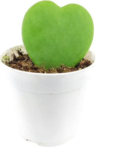 Miniatura 5 de Planta de interior viva de 4 pulgadas Epiphyllum anguliger Fishbone Cactus – Planta de interior de fácil cuidado – Plantas de interior vivas