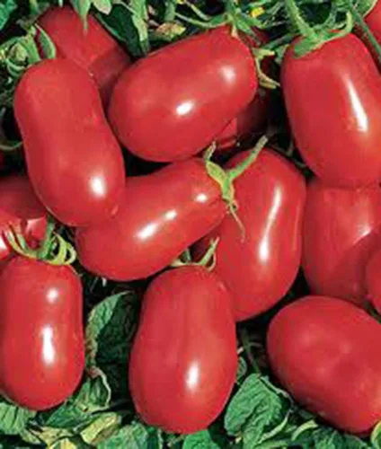 Miniatura 3 de Tomate, Roma italiano, reliquia, más de 21 semillas, deliciosa fruta roja sabrosa