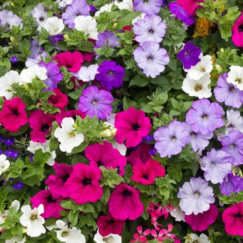 Eden Brothers Semillas de Petunia - Mezcla Enana