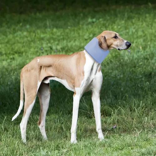 Miniatura 8 de Cuello para perro para mascotas, recuperación después de la cirugía, ajustable, transpirable, cuello cervical, cono de recuperación, cono de cabeza